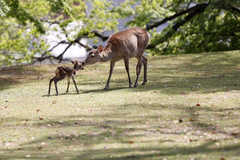 Homme tenu pour la vidéo Upskirt dans le populaire Nara Park, la police avertit les étrangers