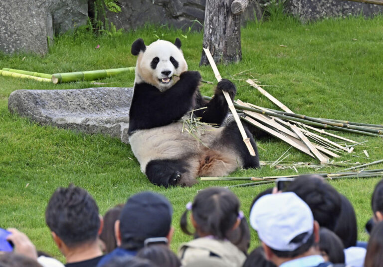 La « diplomatie Panda » de la Chine est mise au point comme zéro moment peut venir au Japon