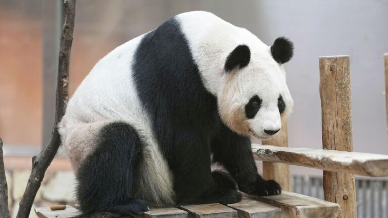 Les 4 pandas au zoo de l'ouest du Japon partent pour la Chine, laissent 2 à la campagne
