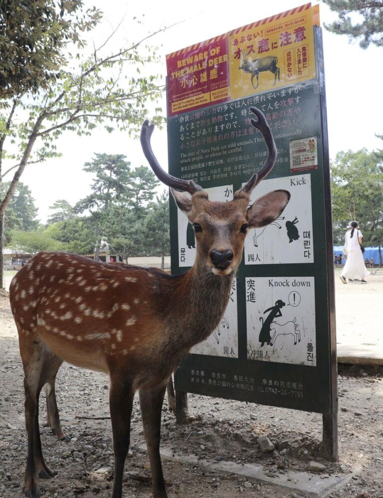 La population de cerfs dans le parc Nara atteint un record, les blessures des visiteurs augmentent