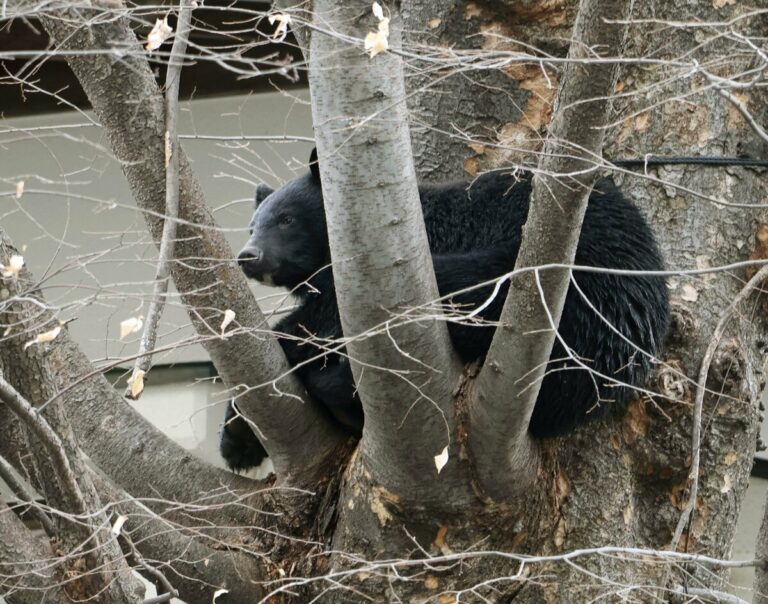 Un couple d'octogénaires attaqué par un ours dans le nord-est du Japon
