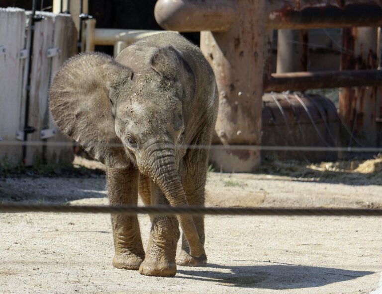 Veau de débuts sur les espèces d'éléphants en voie de disparition au zoo d'Hiroshima