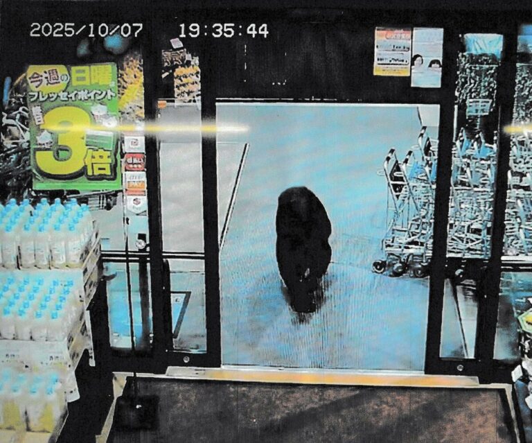Bear se promène dans le supermarché dans l'est du Japon, blesse 2 clients
