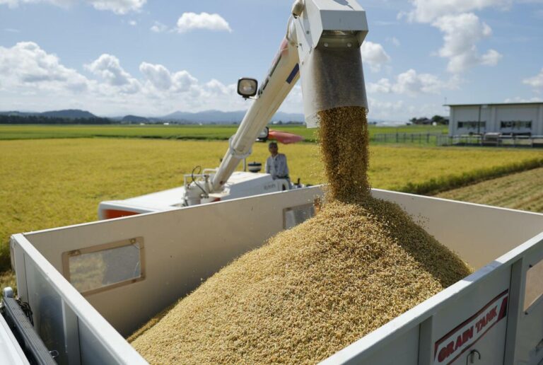 Le Japon annule l'expansion de sa production de riz et fixe un objectif pour 2026 basé sur la demande