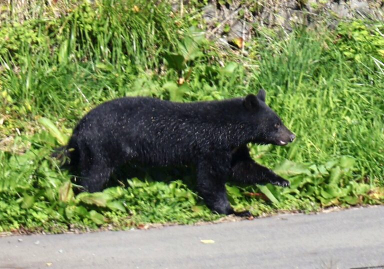 Préf. nord-est du Japon. demande l'aide des FDS pour lutter contre les attaques d'ours