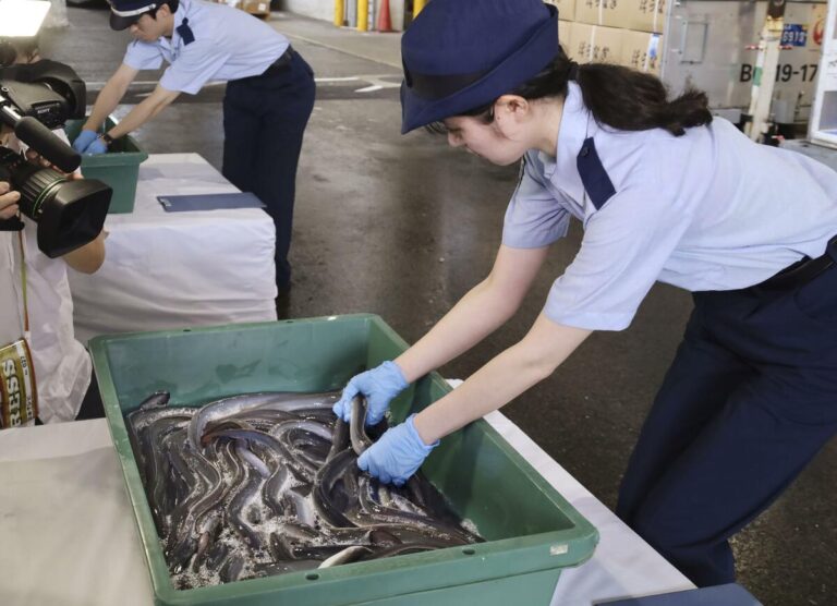 Un traité international recommande de limiter le commerce de toutes les anguilles malgré l'opposition du Japon