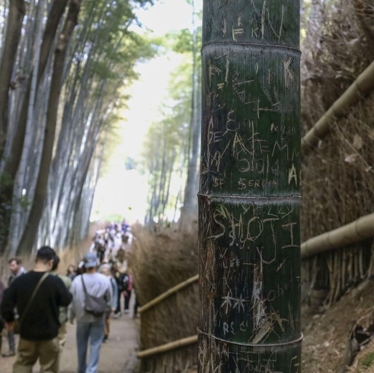 La célèbre bambouseraie de Kyoto a été aménagée pour éviter les graffitis