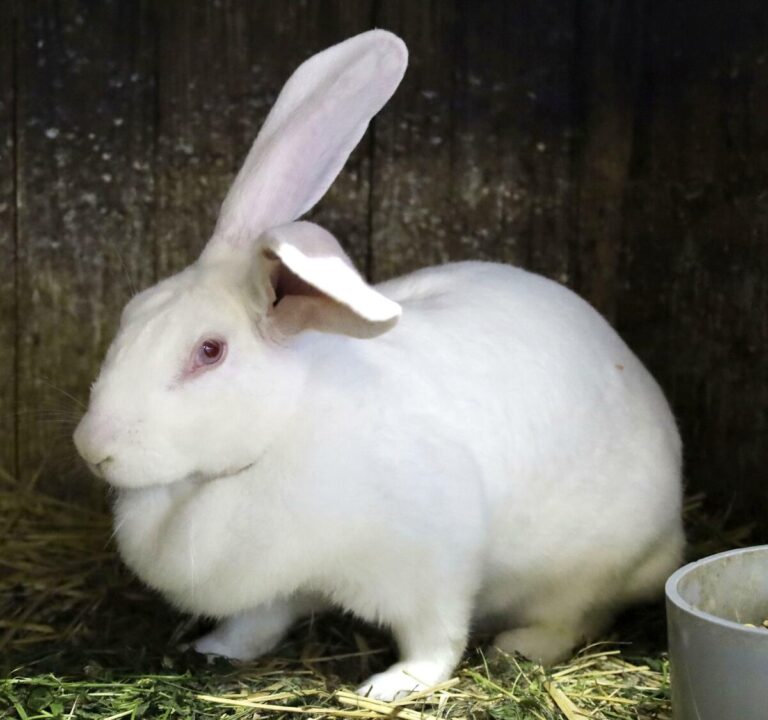 La cuisine du lapin géant d'Akita menacée à mesure que les fournisseurs vieillissent et que les goûts évoluent
