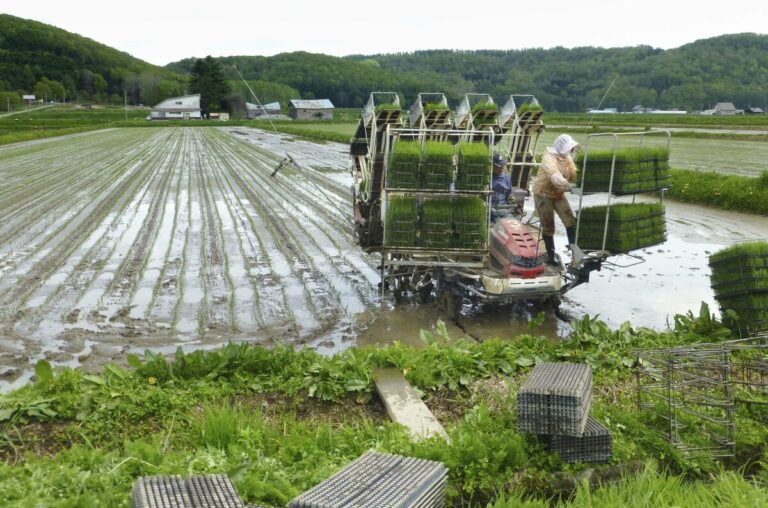 Le Japon connaît une baisse sans précédent du nombre d'agriculteurs indépendants, à 1,02 million.