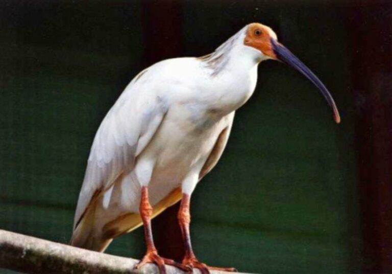 Le premier ibis huppé élevé en captivité au Japon est décédé à 26 ans