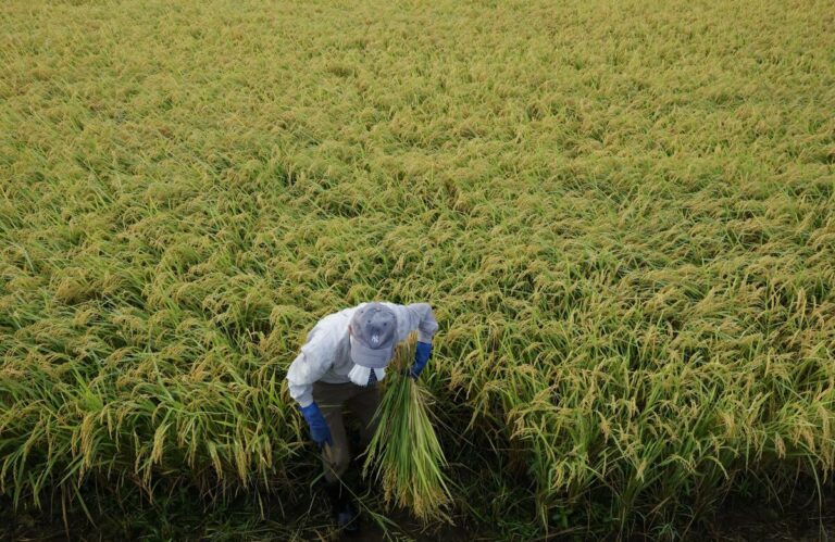Le prix du riz au détail au Japon atteint un niveau record depuis l'assouplissement des mesures gouvernementales