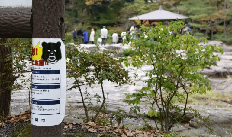 Japon: 5 blessés lors d'attaques d'ours dans 3 préfectures