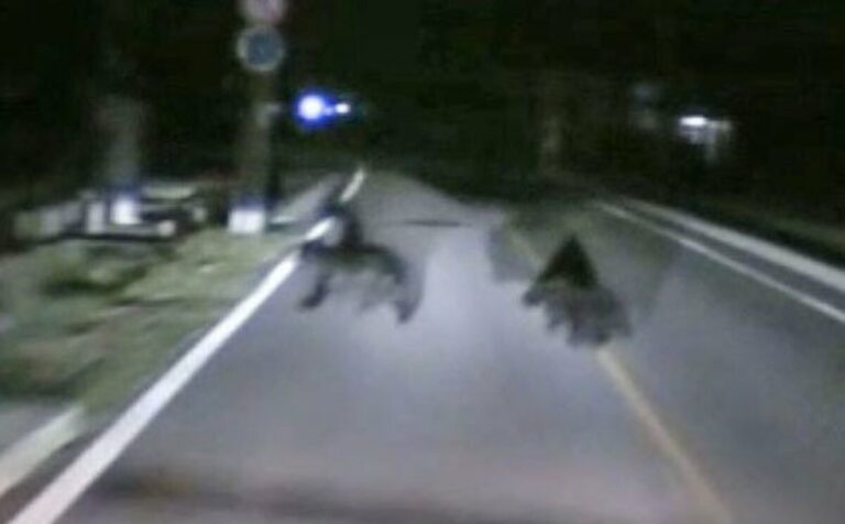 Les collisions de véhicules avec des ours atteignent un niveau record dans la préfecture d'Akita