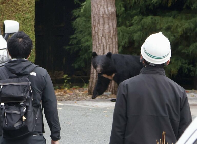 Les nouvelles règles japonaises autorisant la police à tuer des ours avec des fusils entrent en vigueur