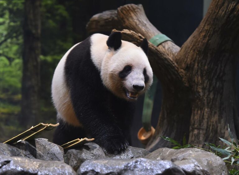 Taiwan, selon le Premier ministre Takaichi, assombrit les perspectives de nouveaux pandas au Japon