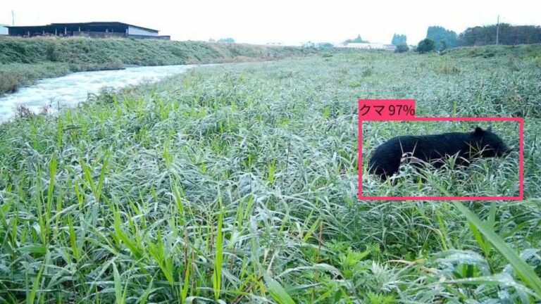 Des caméras IA envoient des alertes en cas d'observation d'ours au Japon