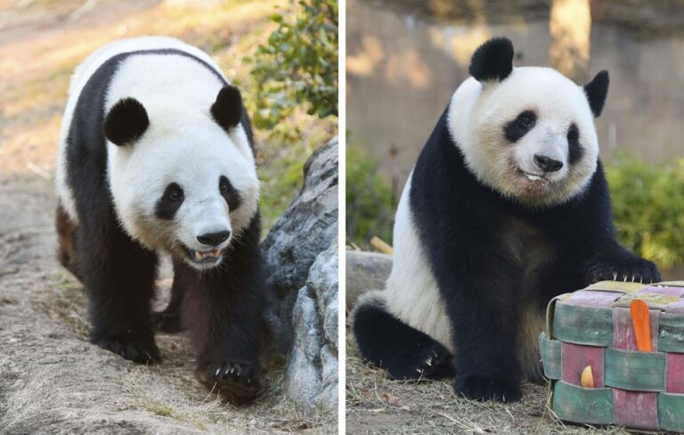 La foule fait la queue au zoo d'Ueno le premier week-end depuis l'annonce du départ du panda