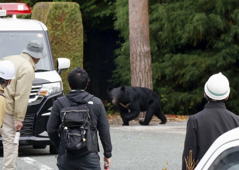 Les ours retardent leur hibernation en raison de l'accès à la nourriture dans les zones résidentielles, selon un expert