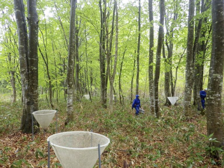 Une étude japonaise sur les faines suggère une augmentation des rencontres avec des ours en 2027