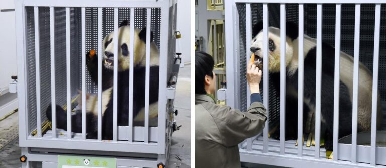 Le Japon sans panda après le départ du dernier couple pour la Chine