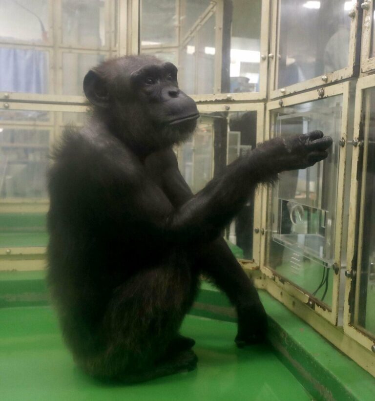 Le chimpanzé Ai, connu pour ses capacités d'alphabétisation élevées, décède au Japon
