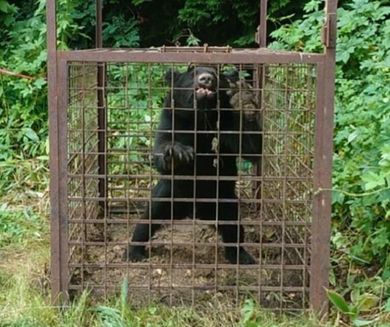 Les « chasseurs du gouvernement » japonais font face à une multiplication des rencontres avec des ours
