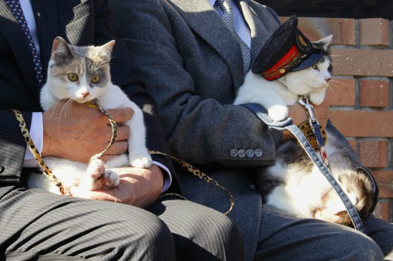 Les chemins de fer japonais nomment un troisième chef de gare pour chats