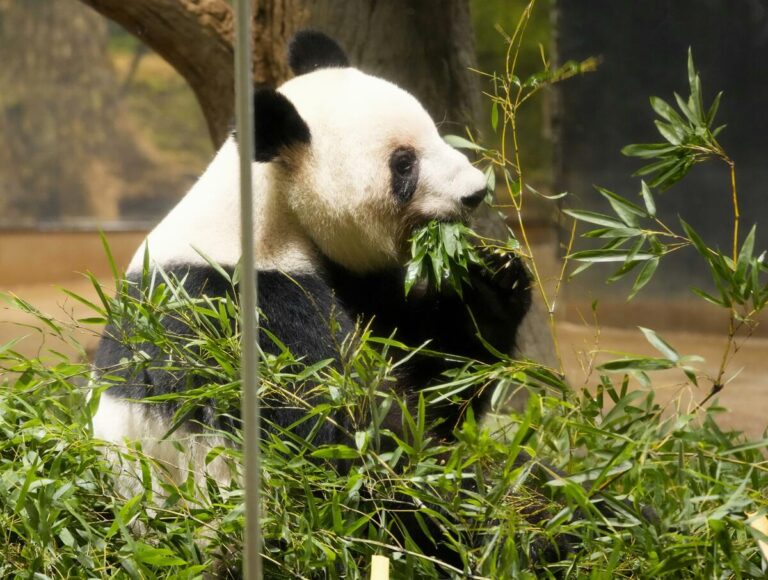 Les fans affluent au zoo pour la dernière projection publique des deux derniers pandas au Japon