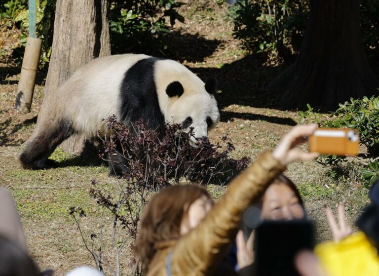Les pandas jumeaux restants du Japon partiront pour la Chine le 27 janvier