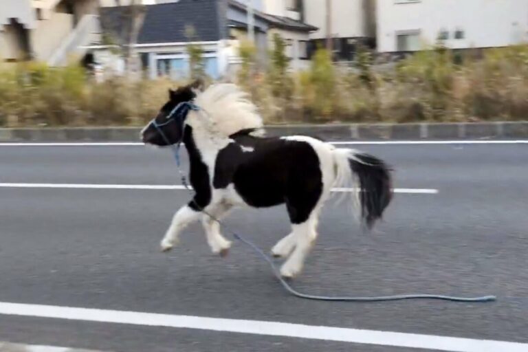 Un poney capturé après s'être échappé brièvement d'un sanctuaire près de Tokyo