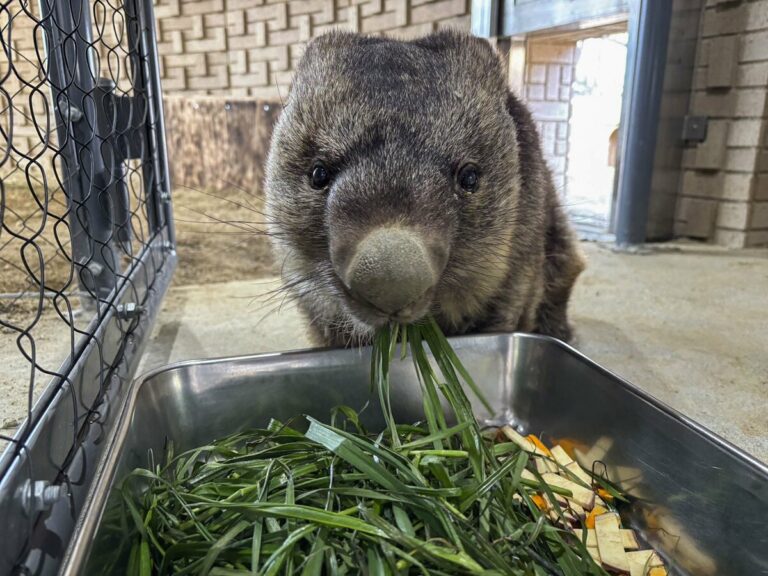 Le plus vieux wombat du monde dans un zoo de l'ouest du Japon fête ses 37 ans
