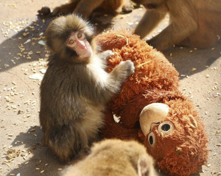 Les touristes affluent pour voir le bébé singe abandonné « Punch » dans un zoo près de Tokyo