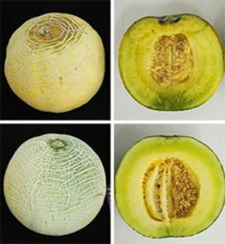 Un institut de recherche et une université japonais développent des melons qui mûrissent à la demande