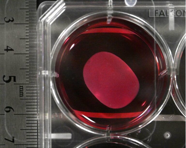 Un panel gouvernemental japonais approuve 2 médicaments dérivés de l'iPS, une première mondiale