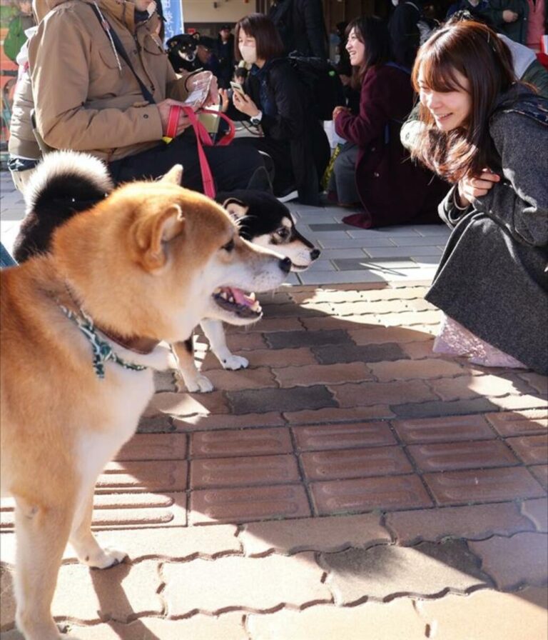Une femme qui a perdu son Shiba Inu bien-aimé redécouvre les racines d'une race de chien