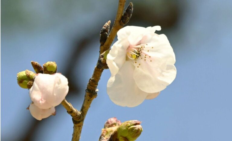 1ère floraison de cerisier de 2026 confirmée à Kofu, Gifu, Kochi