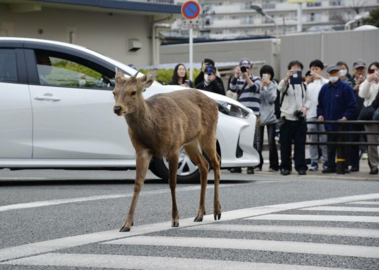 Des cerfs errants fréquemment aperçus à Osaka capturés