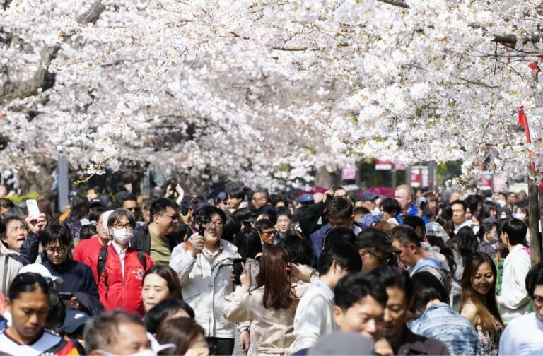 Fleurs de cerisier en pleine floraison dans le centre de Tokyo