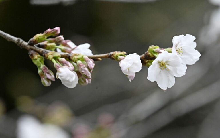 La saison des fleurs de cerisier arrive à Tokyo, 5 jours plus tôt que la moyenne annuelle