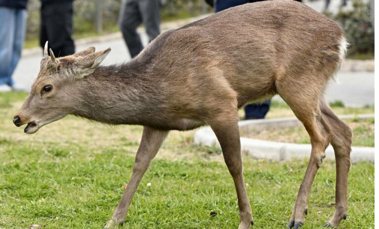 Un cerf repéré dans le centre d'Osaka alimente la spéculation sur les longs voyages