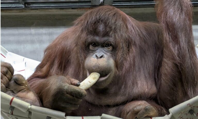Des zoos japonais et indonésiens s'associent pour élever des orangs-outans, une espèce en voie de disparition