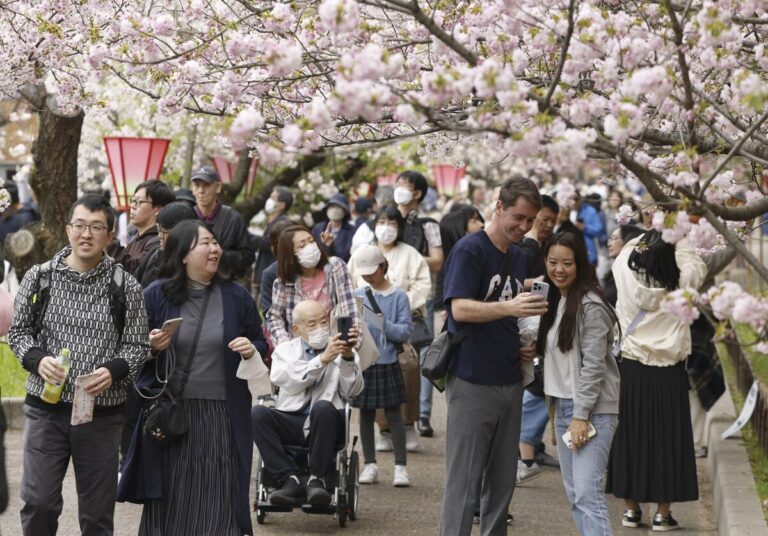 L'observation des fleurs de cerisier commence à la Monnaie du Japon à Osaka