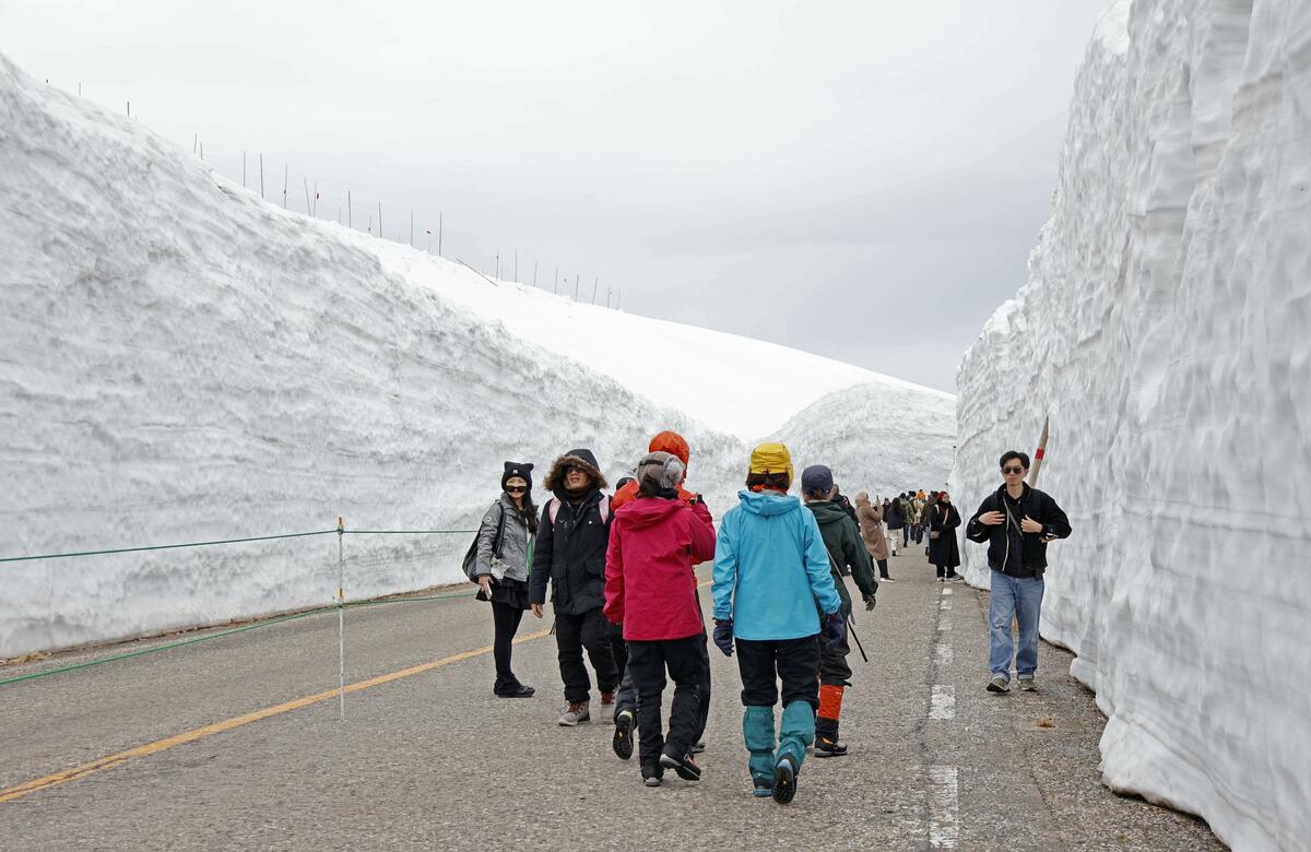 A rota alpina do Japão se abre, revelando paredes de neve.