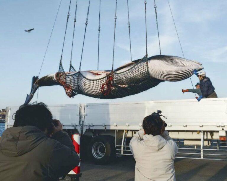 Le Japon enregistre sa première capture de l'année alors que la saison de chasse à la baleine commence au large d'Hokkaido