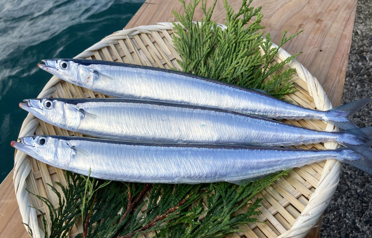 Japón y otras 8 economías acuerdan reducir la cuota de pesca de balaou en un 5% para 2026.