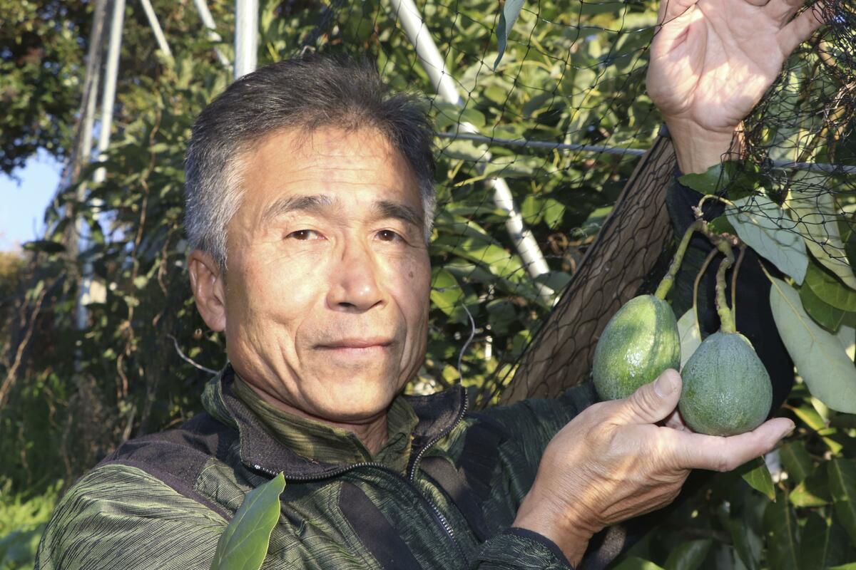 O cultivo de abacate está se expandindo à medida que uma cidade produtora de cítricos no Japão enfrenta as mudanças climáticas.