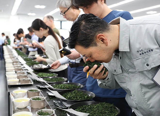 Le prix moyen du « tencha » de Kyoto bondit lors de la vente aux enchères d'ouverture de la saison