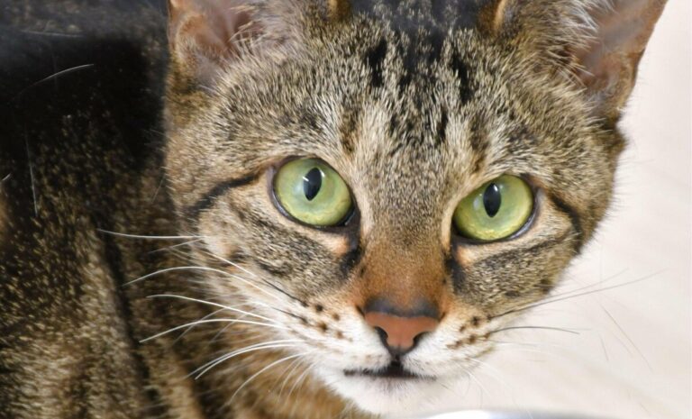 Los hábitos alimenticios de los gatos están condicionados por el olfato: un estudio de una universidad japonesa.