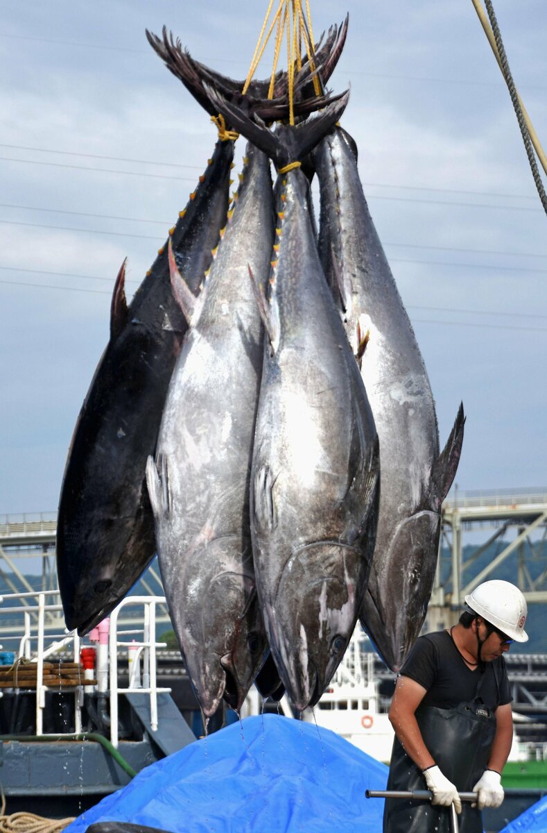 Accord conclu pour étendre les quotas de pêche au thon rouge, comme le souhaite le Japon