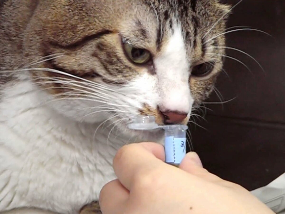 Des scientifiques découvrent comment les chats s'identifient grâce à l'odeur de leur urine